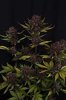 Purple Lemonade RF3 Auto Feminised Seeds