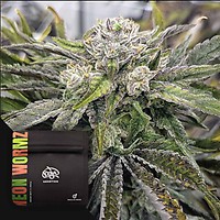 Neon Wormz Regular Seeds