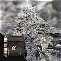 Melon Melange Regular Seeds