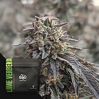 Lime Verbena Feminised Seeds