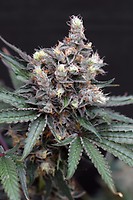 Blacknana Regular Seeds