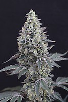Georgia Cream Auto Feminised Seeds