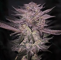Atomic Fuego R1 Feminised Seeds