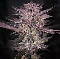 Atomic Fuego R1 Feminised Seeds