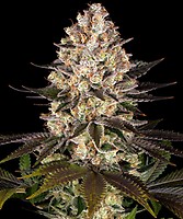 Hindu Kush Regular Seeds