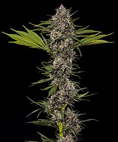 MAC 1 F1 Feminised Seeds