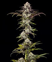London Pound Cake F1 Feminised Seeds