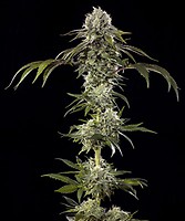 Durban Poison F1 Feminised Seeds