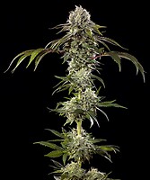 Durban Poison F1 Feminised Seeds