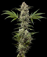 Banana Runtz F1 Feminised Seeds