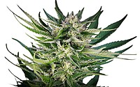 Fruity Durban Feminised Seeds