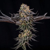 King Of Kings (Julian Marley) Feminised Seeds