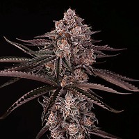 Jamaican Sunset (Julian Marley) Feminised Seeds