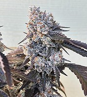 Frostade Feminised Seeds