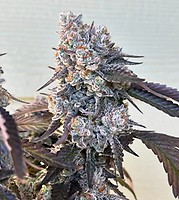 Frostade Feminised Seeds