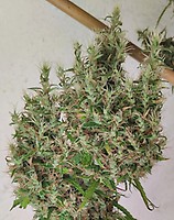 Papua New Guinea Regular Seeds