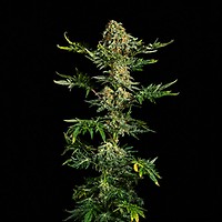 Freaky Ryder Auto Feminised Seeds
