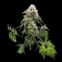 Freaky Dankenstein Feminised Seeds