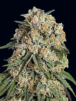 Lemon Cherry Gelato Feminised Seeds