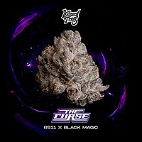 The Curse Feminised Seeds