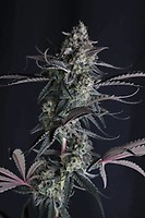 Pineapple OG Auto Feminised Seeds