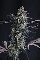 Pineapple OG Auto Feminised Seeds