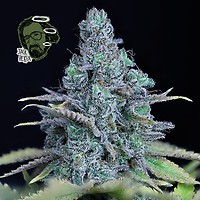 Jack Herer Feminizada Semillas