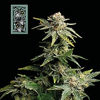 White Widow Rápido Feminizada Semillas