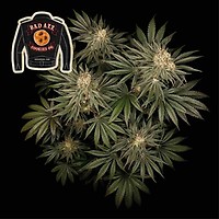 Badazz Cookies OG Feminizada Semillas