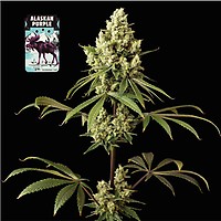 Alaskan Purple Feminizada Semillas
