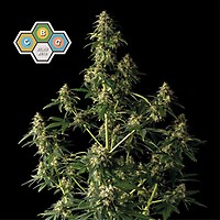 CBG Relief Auto Feminizada Semillas