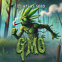 GMO Auto Feminizada Semillas