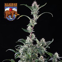 Alaskan Bananaberry Auto Feminizada Semillas