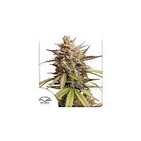 Melonade Runtz Auto Feminizada Semillas
