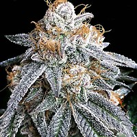 Purple Punch S1 Feminizada Semillas