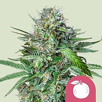 Tangie Feminizada Semillas