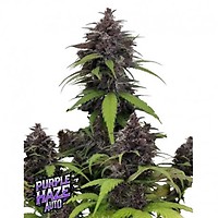 Purple Haze Auto Feminizada Semillas