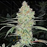 Super Lemon Haze IBL V1 Habitual Semillas