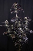 Strawberry Gorilla RF3 Auto Feminizada Semillas