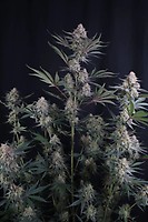 Lemon Tree Auto Feminizada Semillas