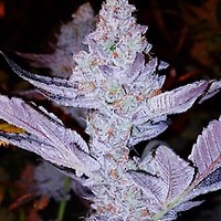 GMO Zkittlez F1 Habitual Semillas
