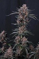 Mango Cherry Runtz Auto Feminizada Semillas
