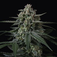 Banana Frost Auto Feminizada Semillas