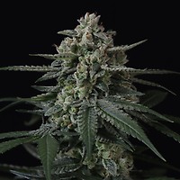 Banana Frost Auto Feminizada Semillas