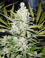 Super Silver Haze Régulier Graines - 18