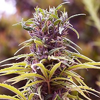 Durban Poison Feminised Seeds - 5