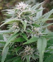 Easy Sativa Feminised Seeds