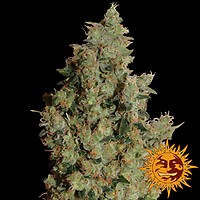 Tangerine Dream Feminised Seeds