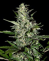 Super Critical Auto Feminised Seeds