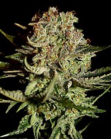 Super Bud Féminisée Graines